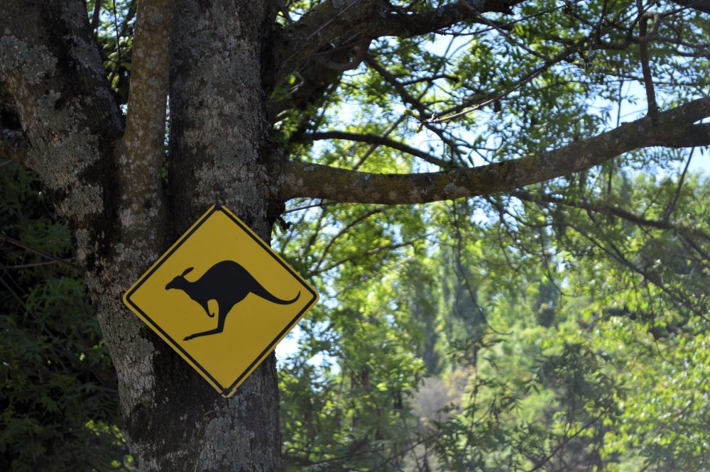 panneau attention au kangourou